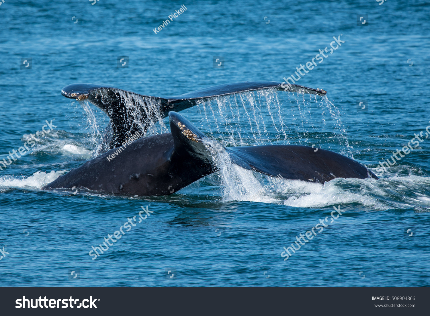 Pair Humpback Whales Feeding Near Prince Stock Photo (Edit Now) 508904866