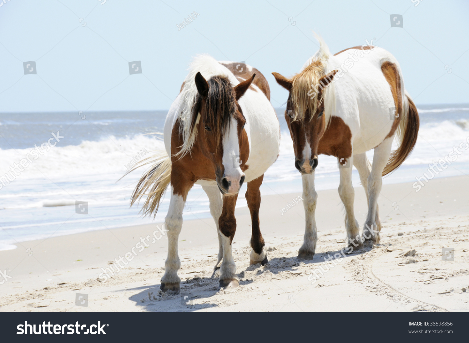 Pair Wild Horses Walking Sidebyside Along Stock Photo 38598856 ...