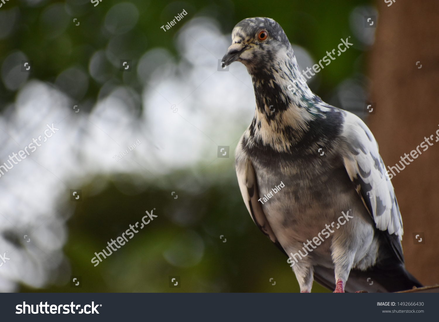 Roller Pigeon Videos Free Download