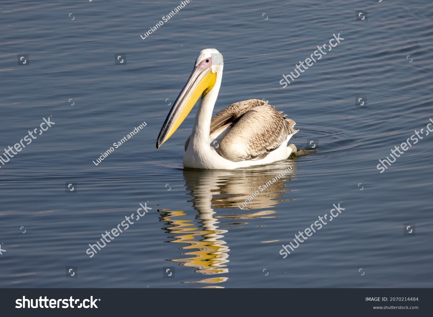 Swimming pelicans Images, Stock Photos & Vectors | Shutterstock