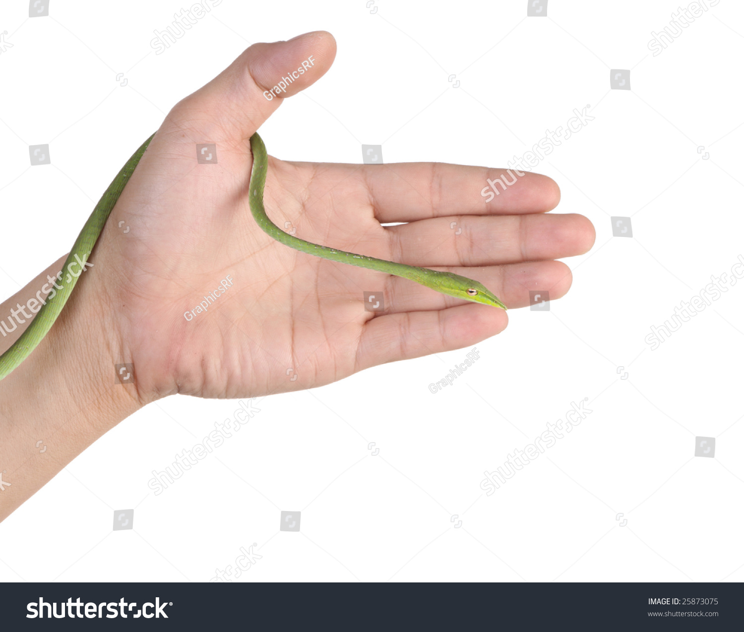 Photo Hand Holding Snake Stock Photo (Edit Now) 25873075