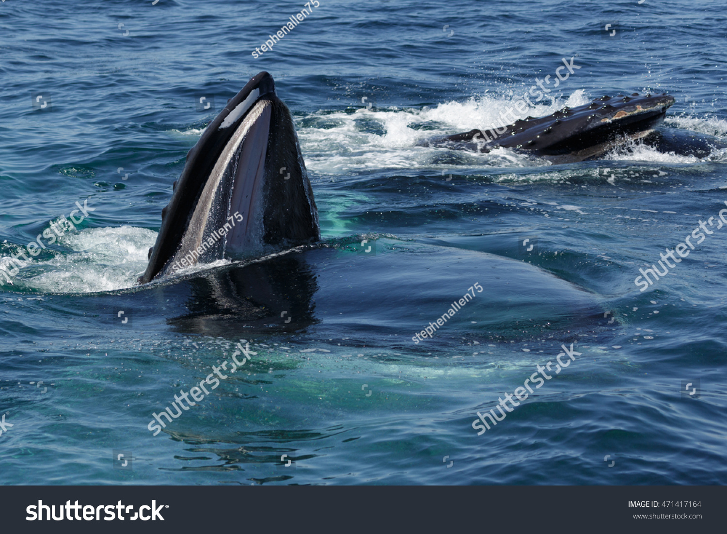 Photograph Humpback Whale Feeding Off Coast Stock Photo 471417164 ...