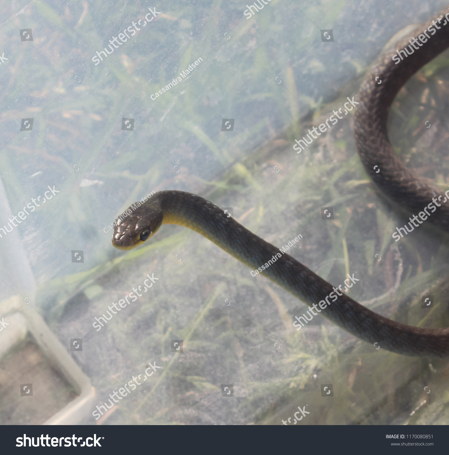 45件の Dendrelaphis Punctulatus の画像 写真素材 ベクター画像 Shutterstock