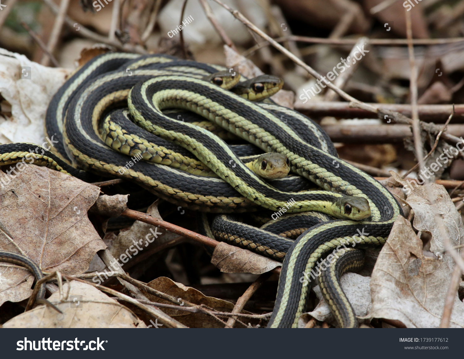 Pile Eastern Garter Snakes Thamnophis Sirtalis Stock Photo 1739177612 ...