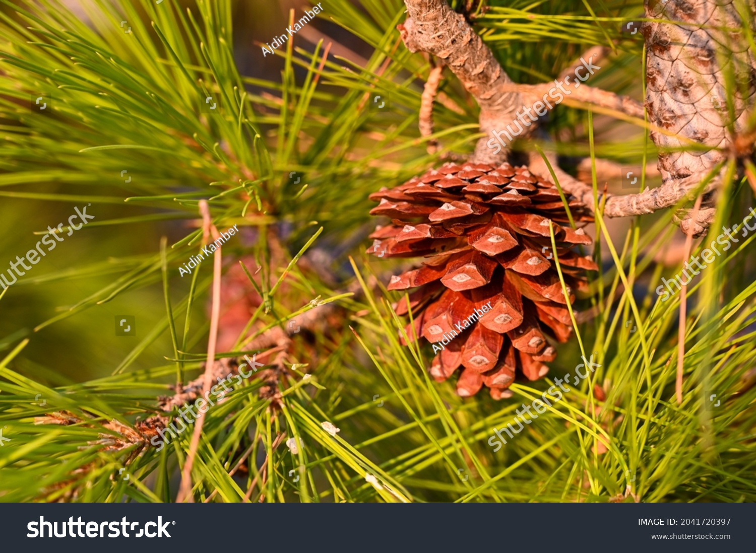 56,397 Pine tree seed Images, Stock Photos & Vectors | Shutterstock