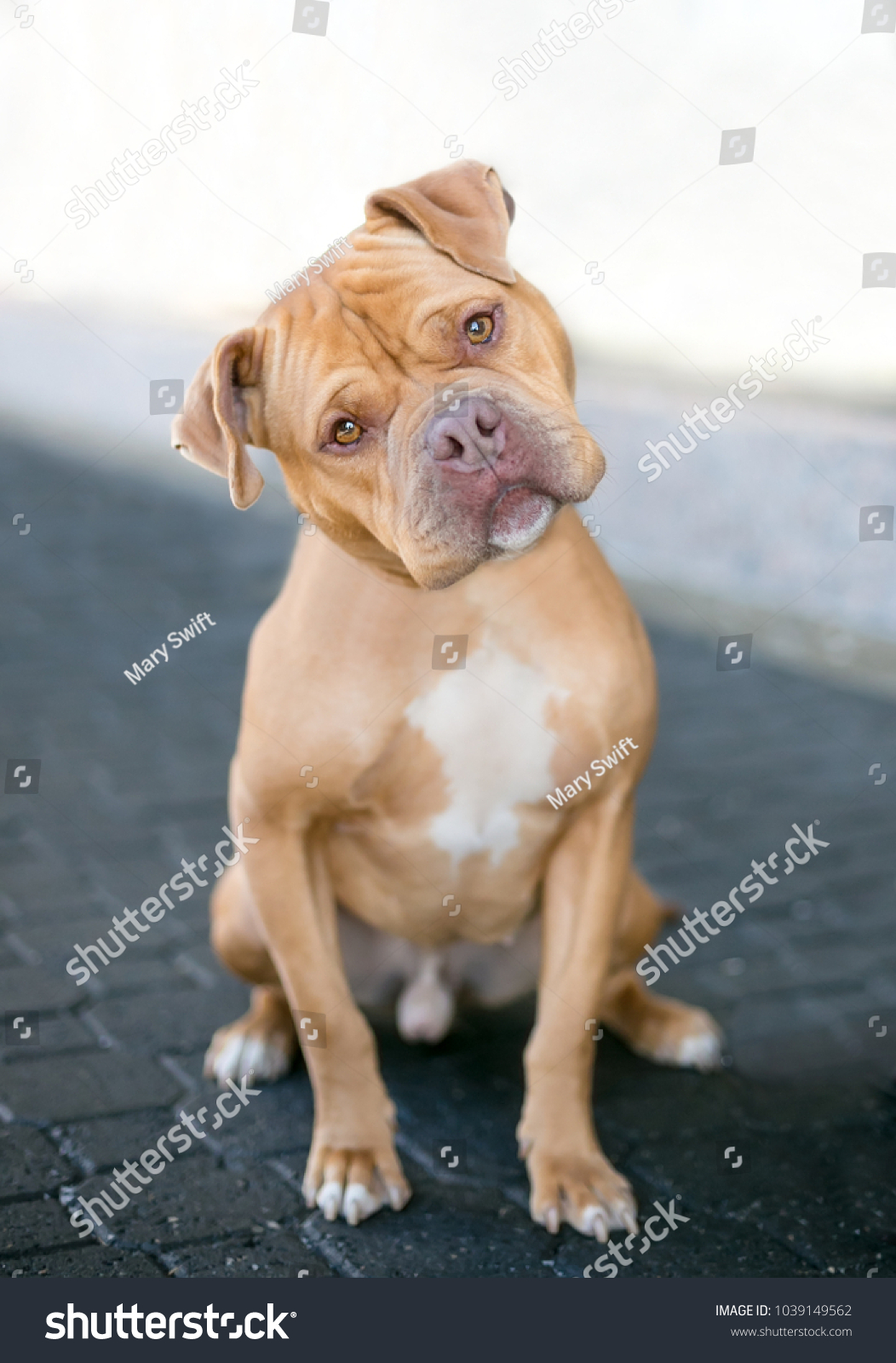 pitbull terrier mastiff mix
