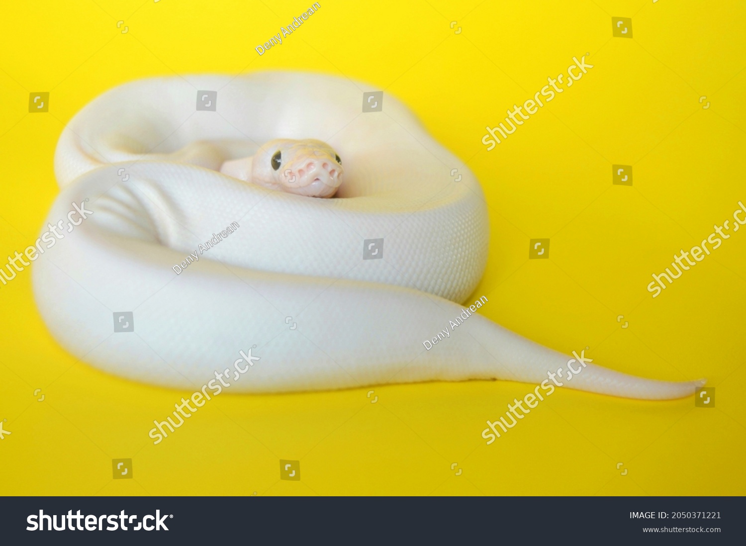 Plain White Spherical Python Photographed Studio Stock Photo 2050371221 ...