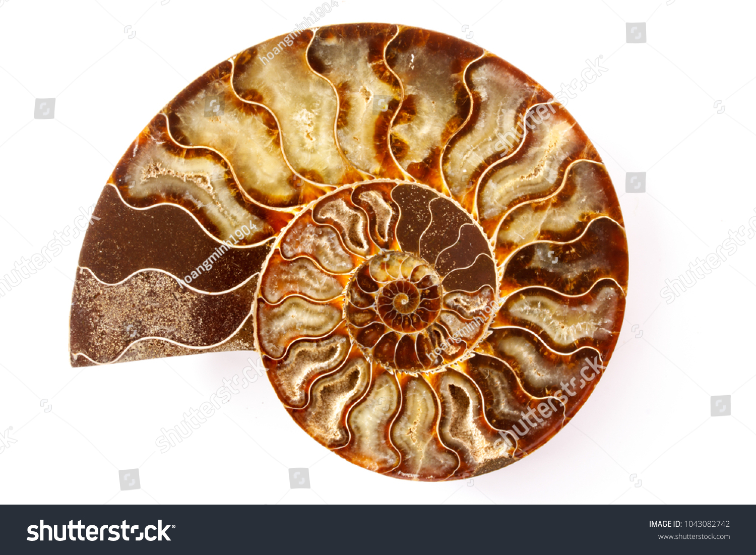 Polished Half Fossil Ammonite Stock Photo Edit Now 1043082742 https www shutterstock com image photo polished half fossil ammonite 1043082742