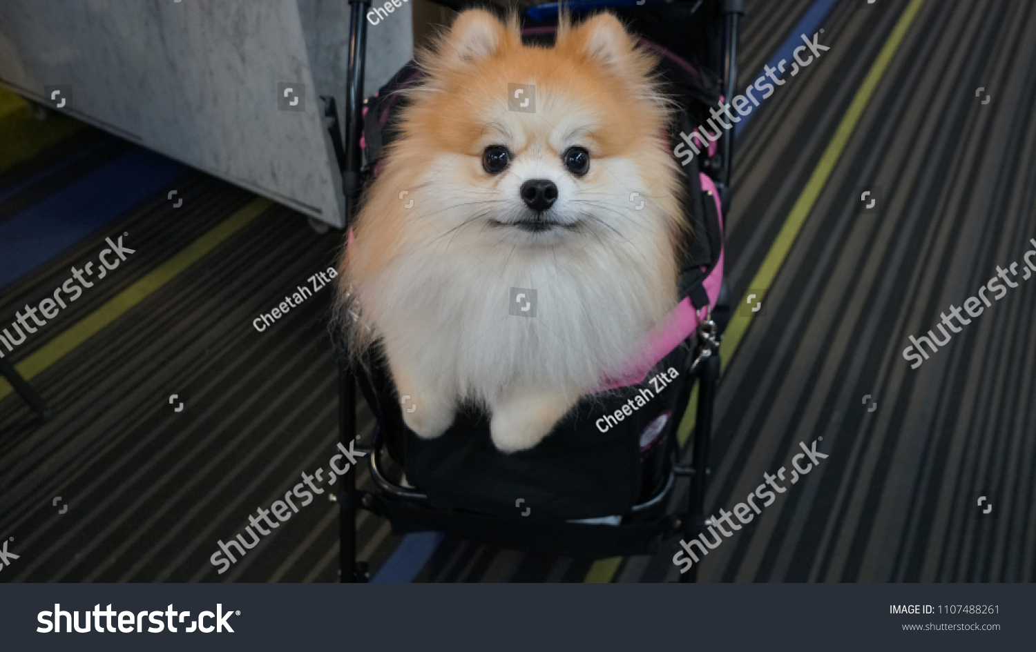 pomeranian stroller