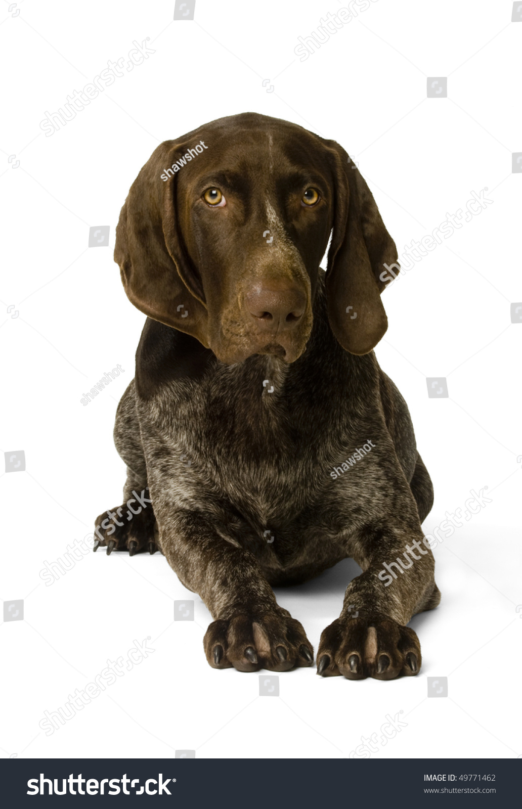 Portrait German Shorthaired Pointer Isolated On Stock Photo Edit