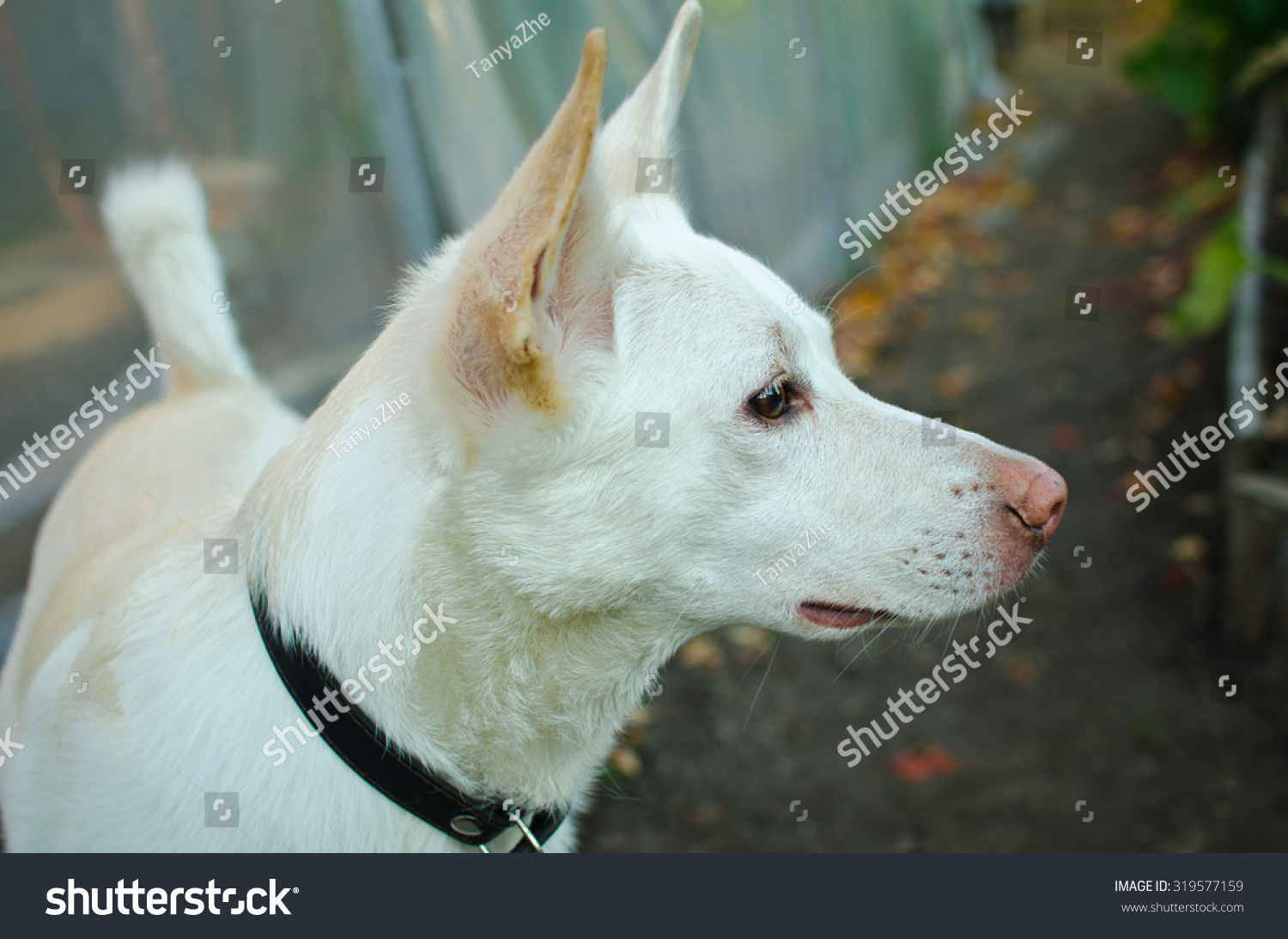 white dog with pink nose