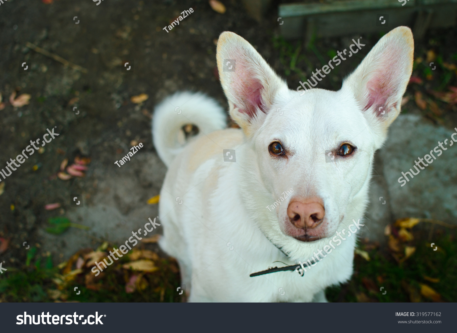 white dog with pink nose