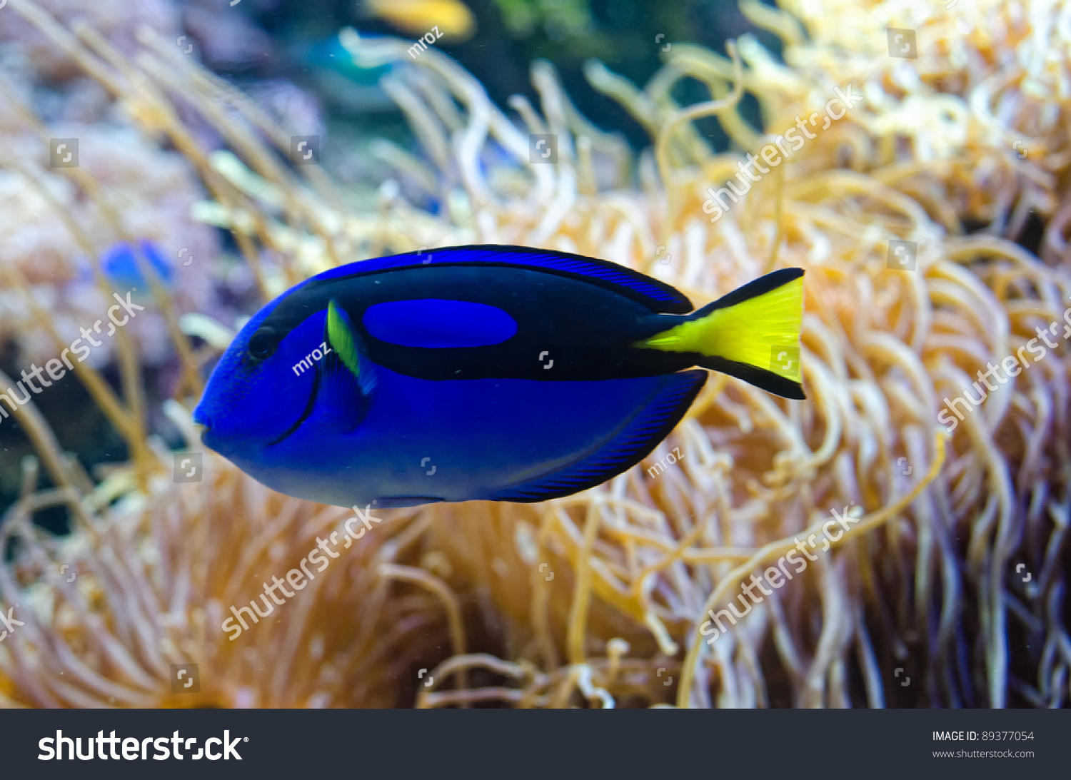 What kind of fish is Dory from 