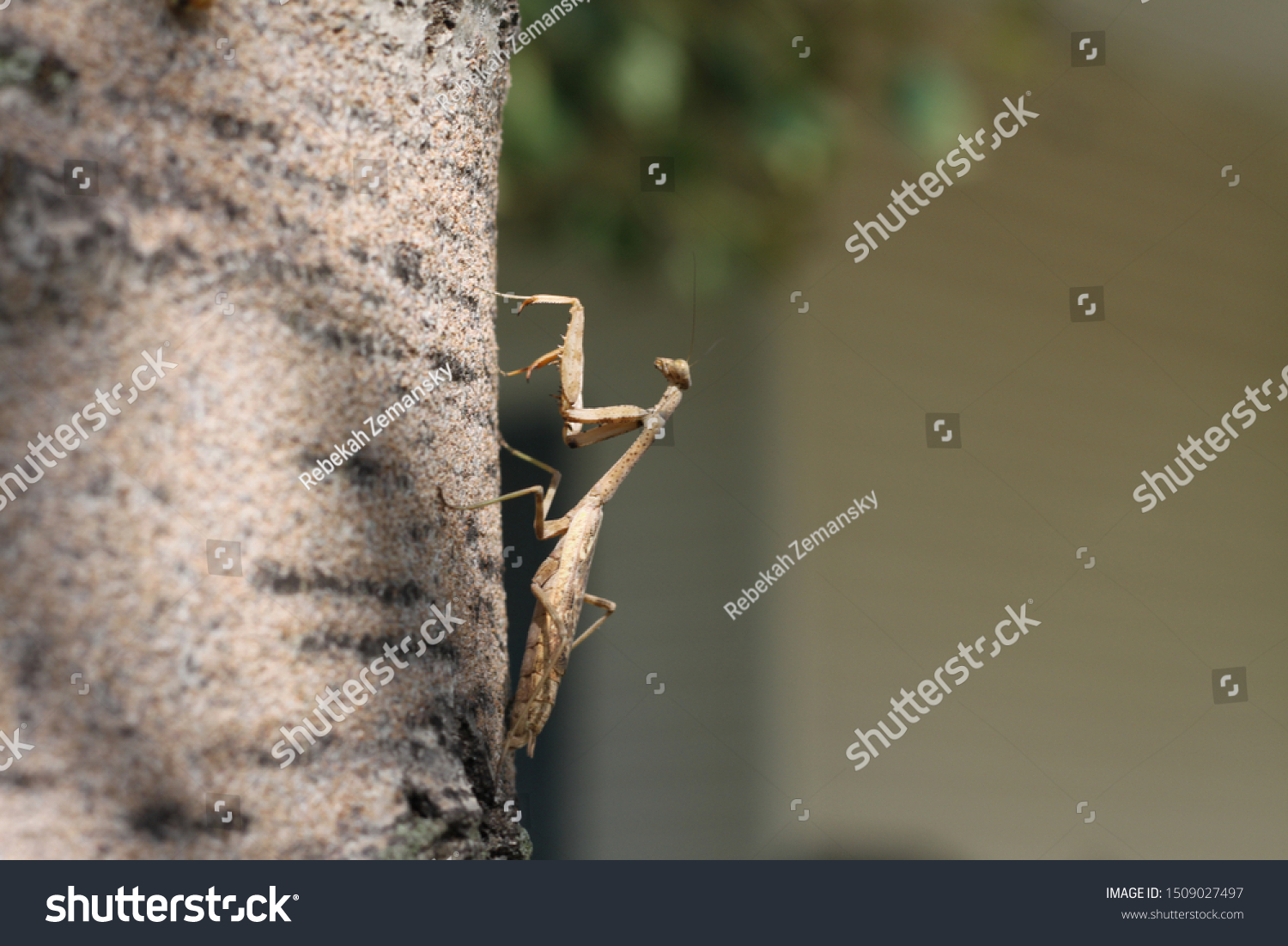 Praying Mantis On Side Aspen Tree Stock Photo 1509027497 Shutterstock