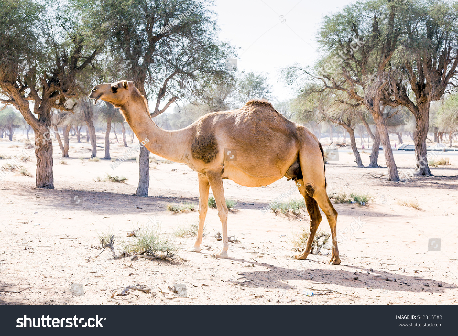 Pregnant Camel Desert Morning Sun Uae Stock Photo Edit Now 542313583