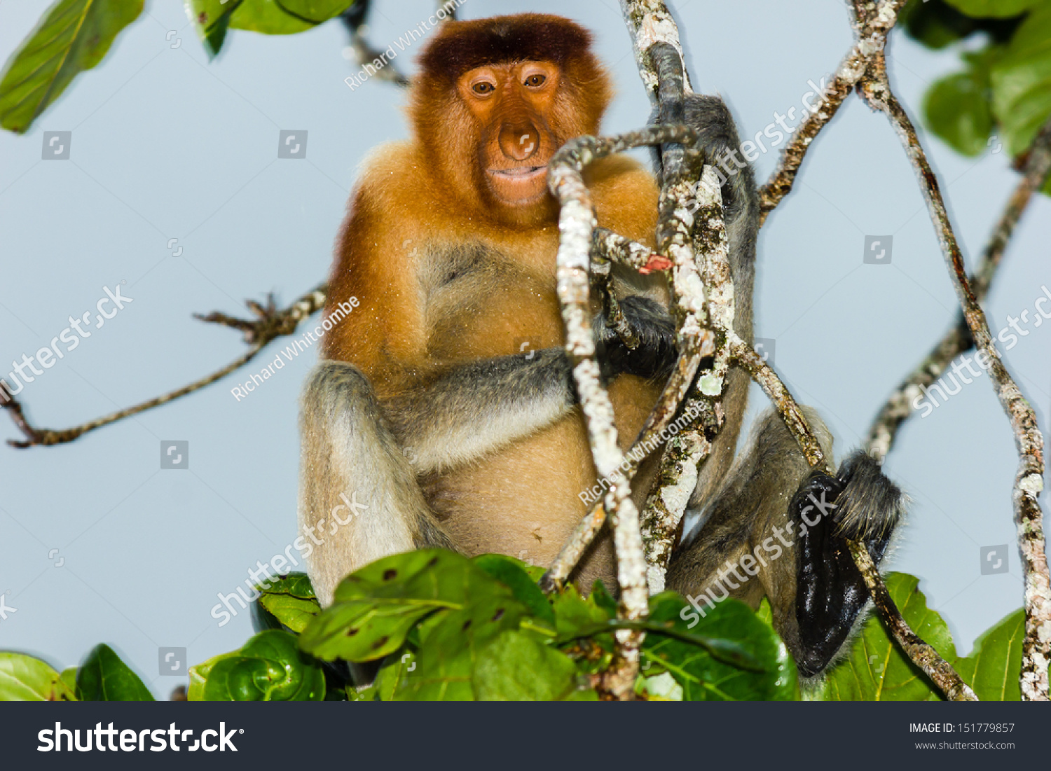 Proboscis Monkey Shelters Heavy Rain Storm Stock Photo 151779857 ...