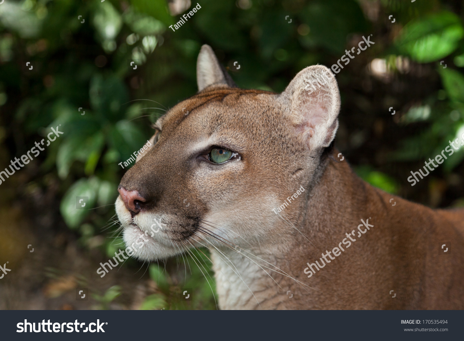 Profile Green Eyed Puma Cougar Staring Stock Photo 170535494 - Shutterstock