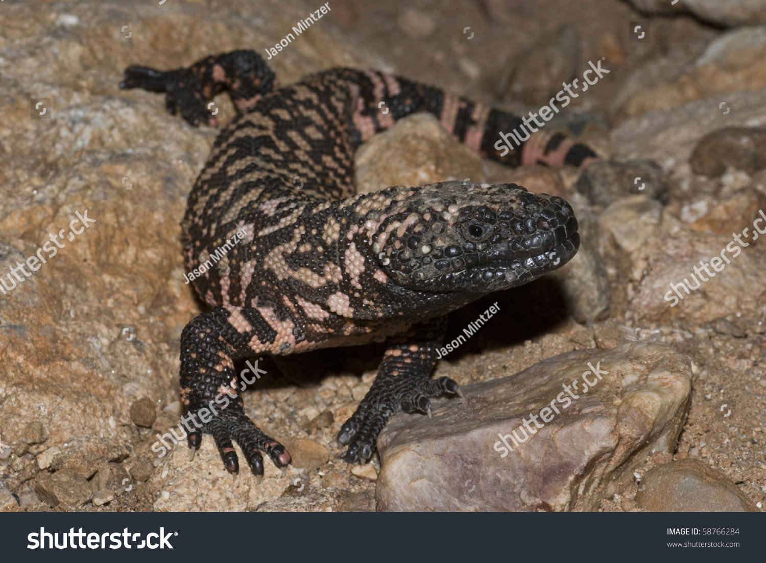 Protected Gila Monster Arizona They 1 Stock Photo 58766284 - Shutterstock