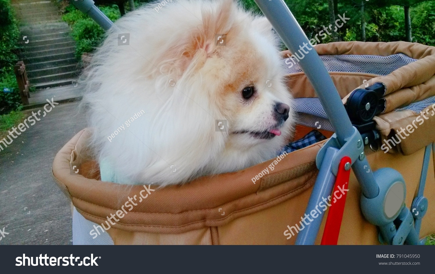 pomeranian stroller