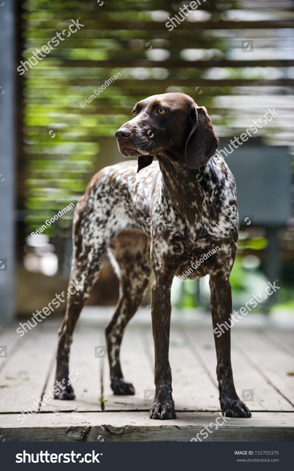 Purebred German Shorthaired Pointer Dog Standing Stock Image