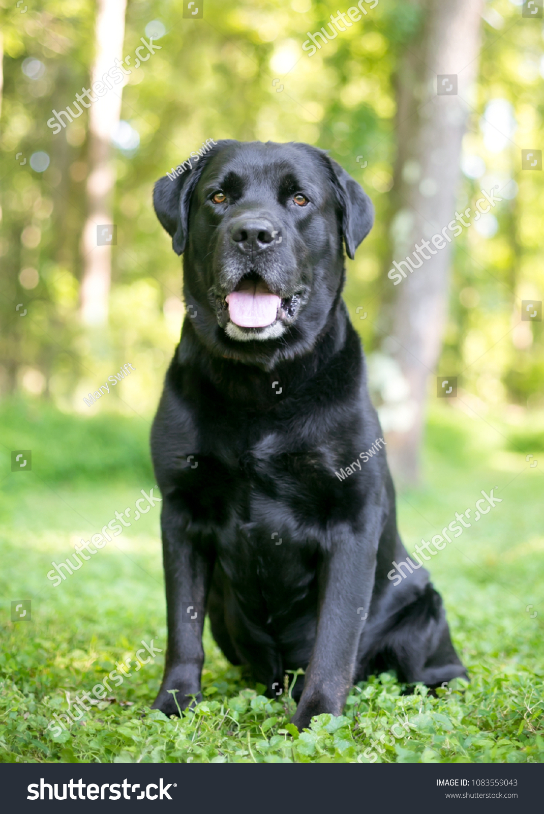 Foto Stok Purebred Labrador Retriever Dog Shiny Black Edit Sekarang 1083559043