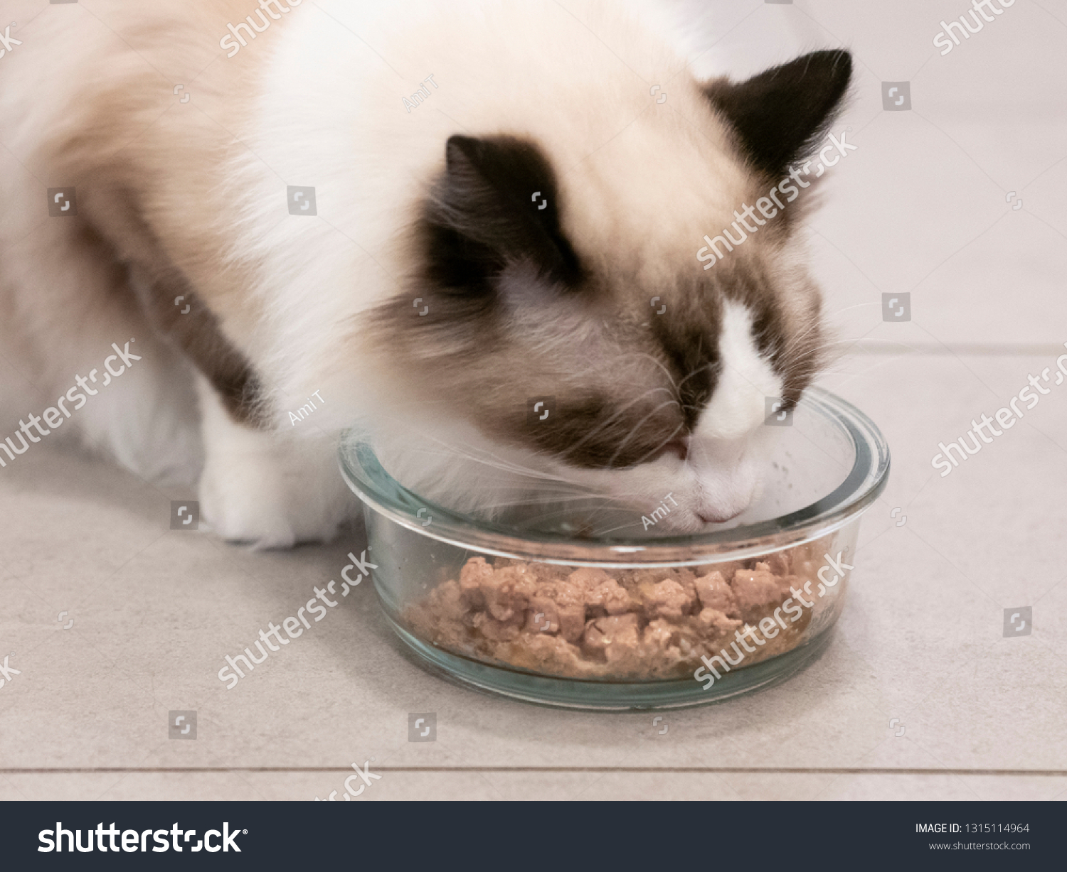 ragdoll dry food