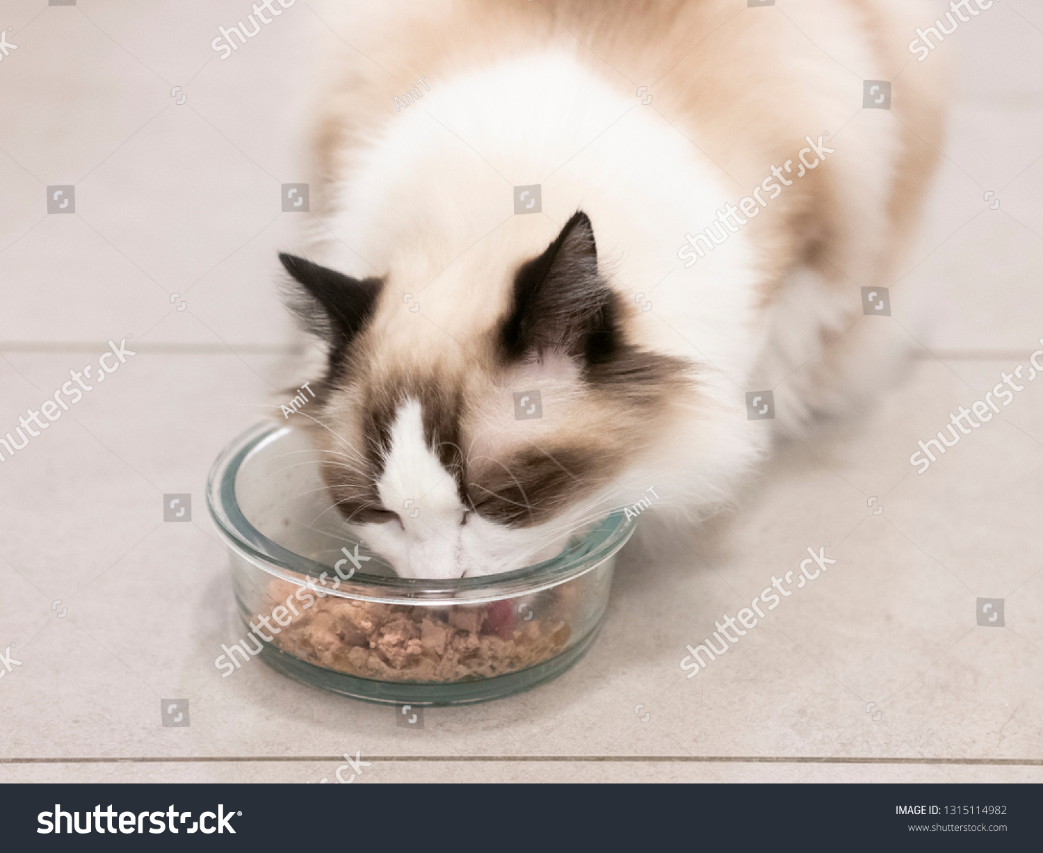 ragdoll dry food