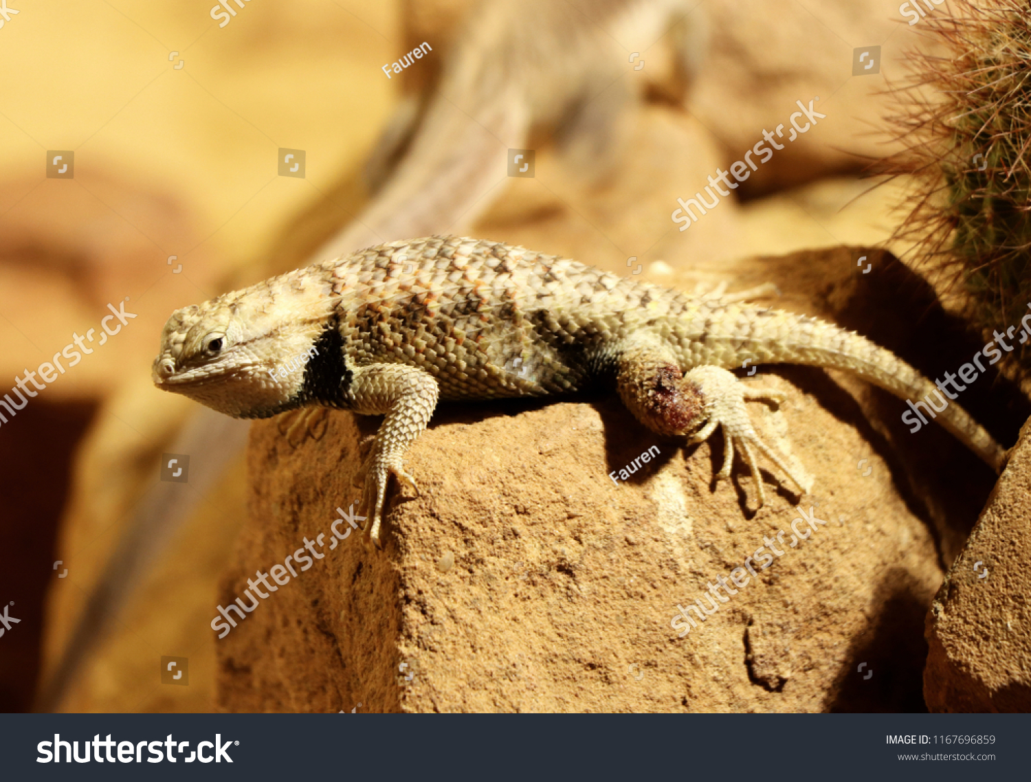 Rare Desert Spiny Lizard Sonoran Desert Stock Photo 1167696859