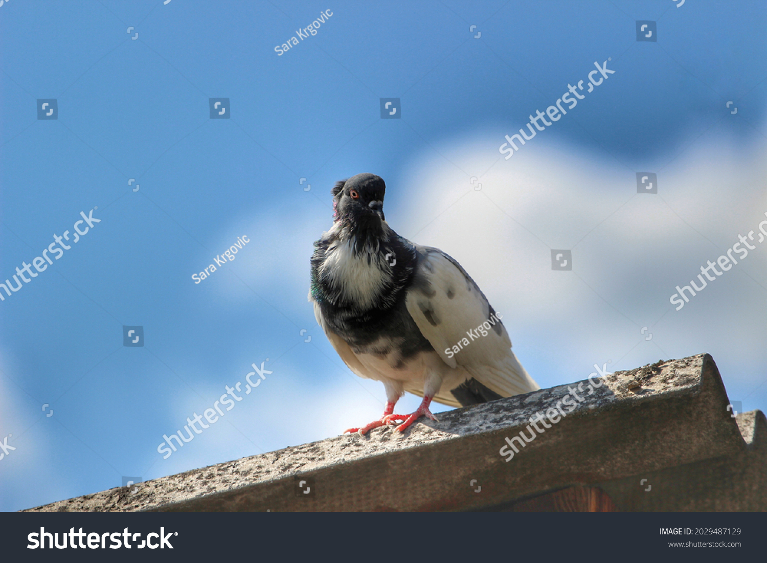 Rare Species Of Pigeon