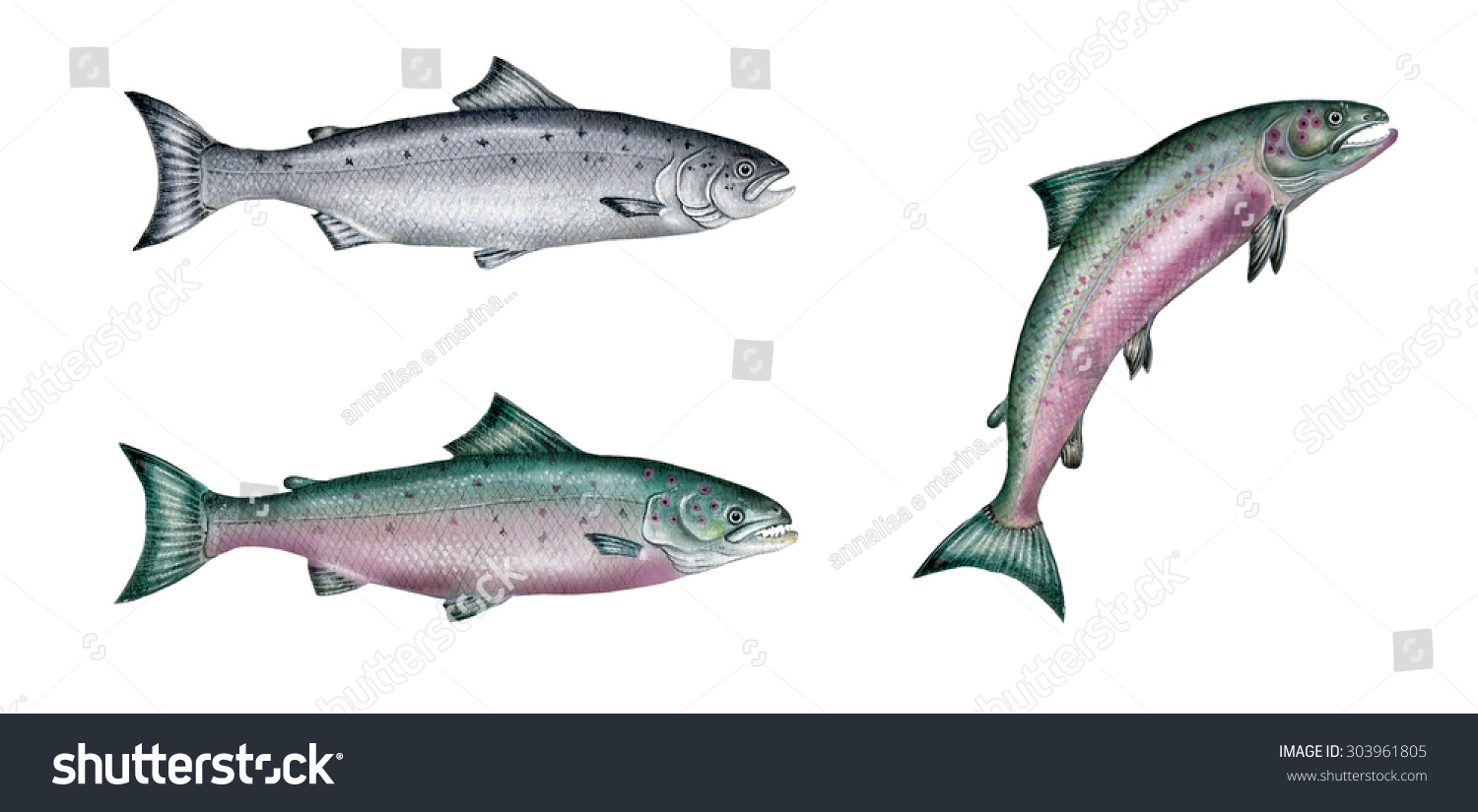大西洋サケ サルモサラー を示すリアルなイラスト 上の左 海に住む大人と 下の左と右 恋をしている成人男性 のイラスト素材