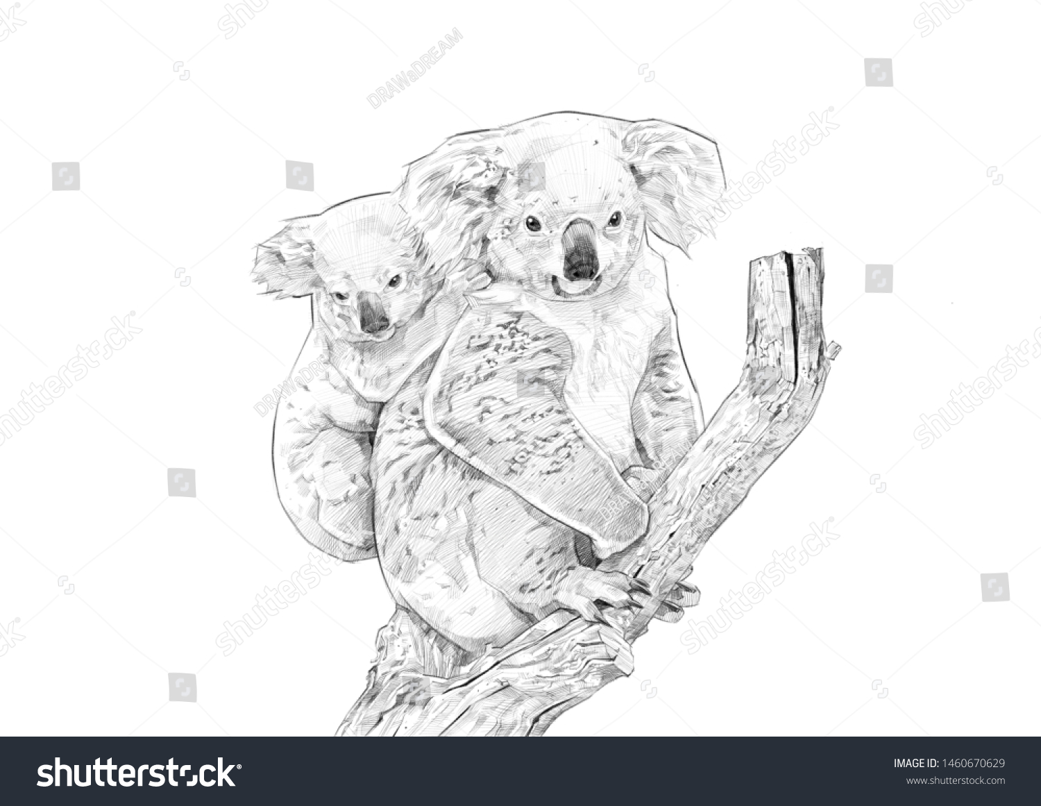 Realistic Koala Pencil Drawing On White Stock Illustration 1460670629