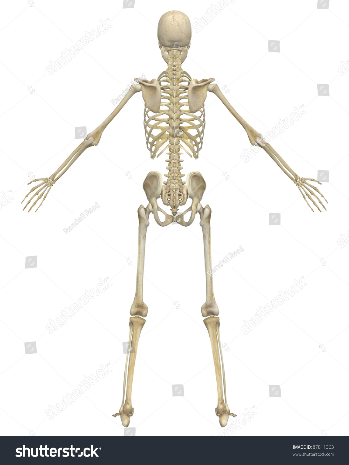 Rear View Illustration Human Skeletal Anatomy Stock Illustration ...