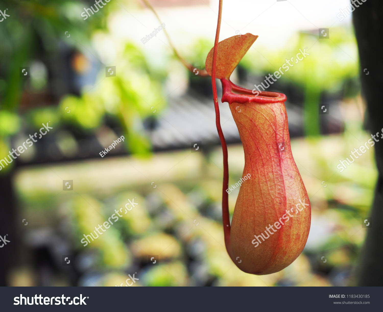 Pitcher Plant Monkey Cup