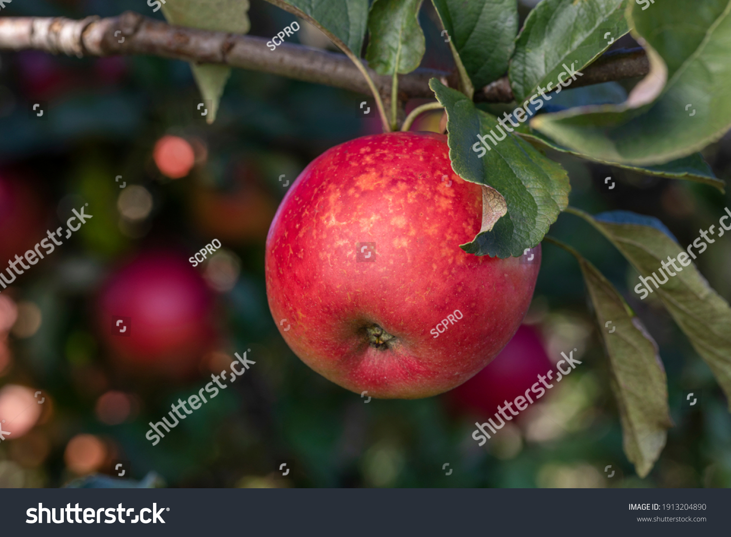 りんごの木 の画像 写真素材 ベクター画像 Shutterstock