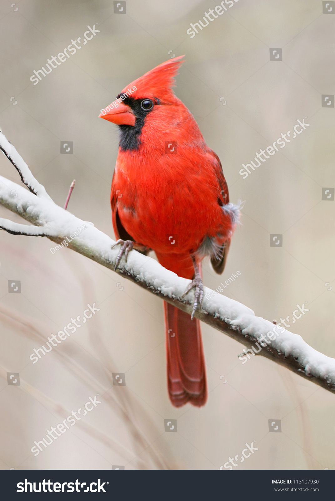 Red Bird Northern Cardinal Male Winter Stock Photo 113107930 - Shutterstock