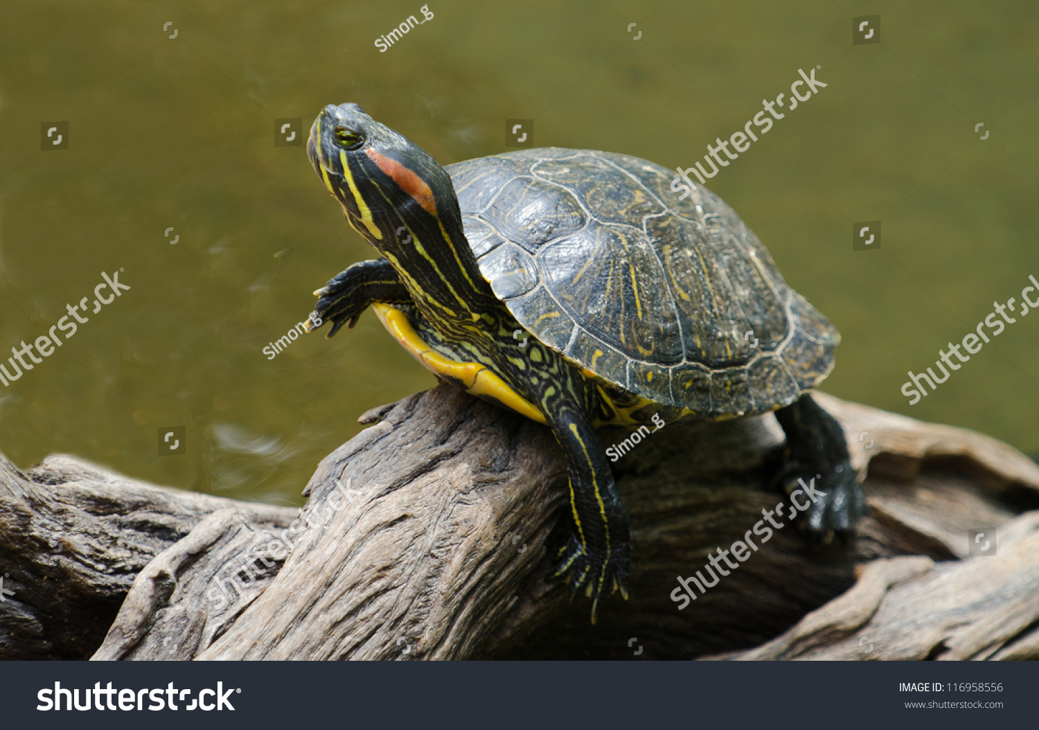 Eared-slider Images, Stock Photos & Vectors | Shutterstock