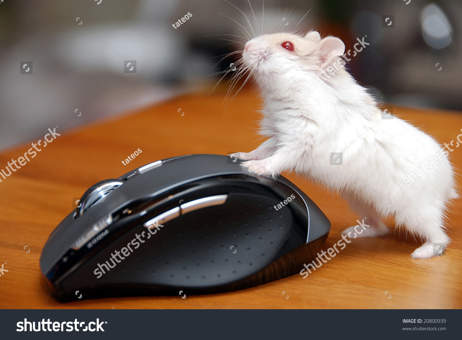 Red Eye Albino Tailless Hamster Pushing Stock Photo Edit Now 20800939