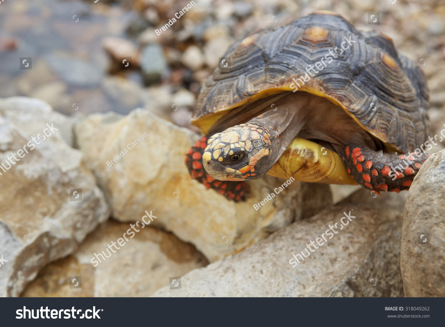 A Red-Footed Tortoise Climbing Up Some Rock. Tortoise Has Some ...