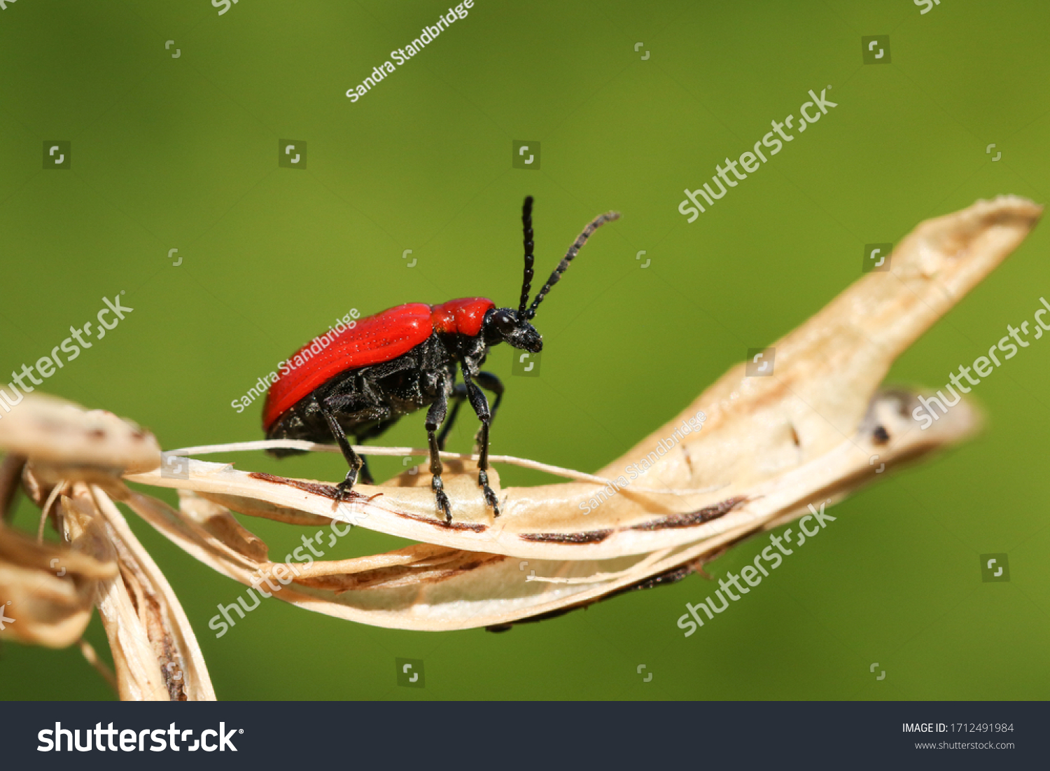 2 Liliocerus lilli Images, Stock Photos & Vectors | Shutterstock