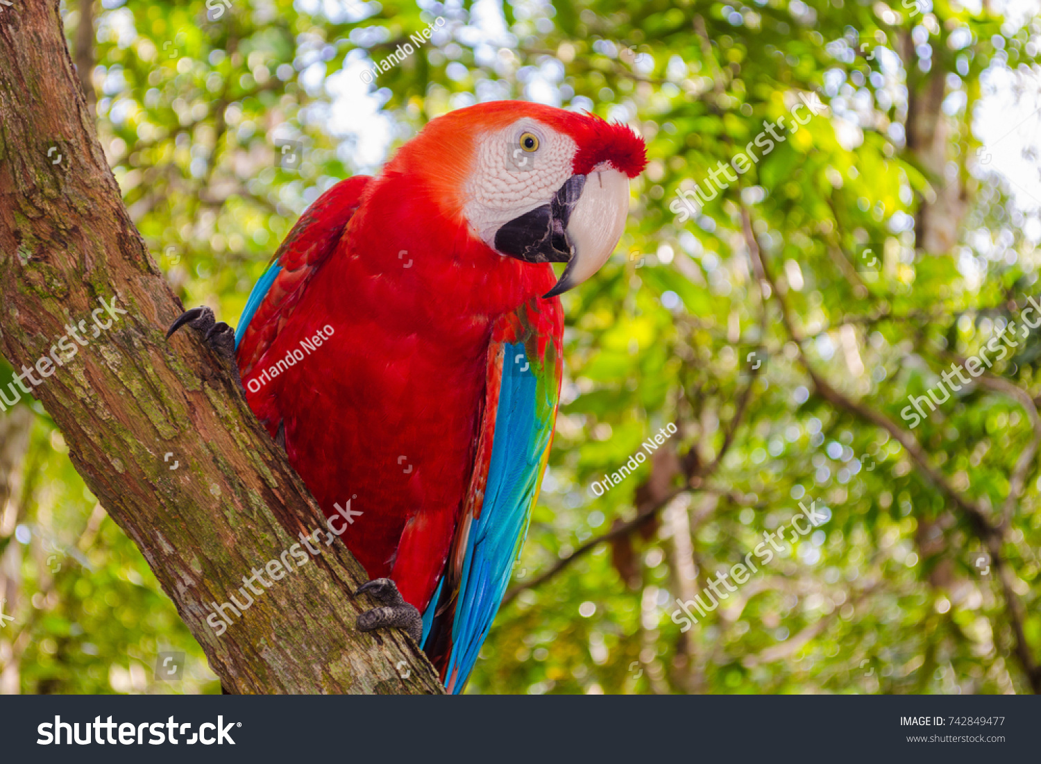 Red Macaw Bird Blue Wings Lush Stock Photo Edit Now