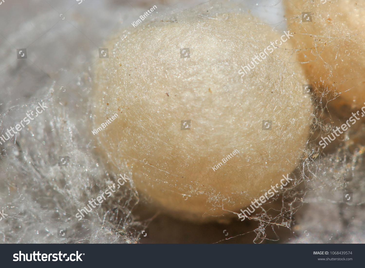 1 183 Spider Egg Sac Images Stock Photos Vectors Shutterstock   Stock Photo A Redback Spider Egg Sac In Silken Web 1068439574 