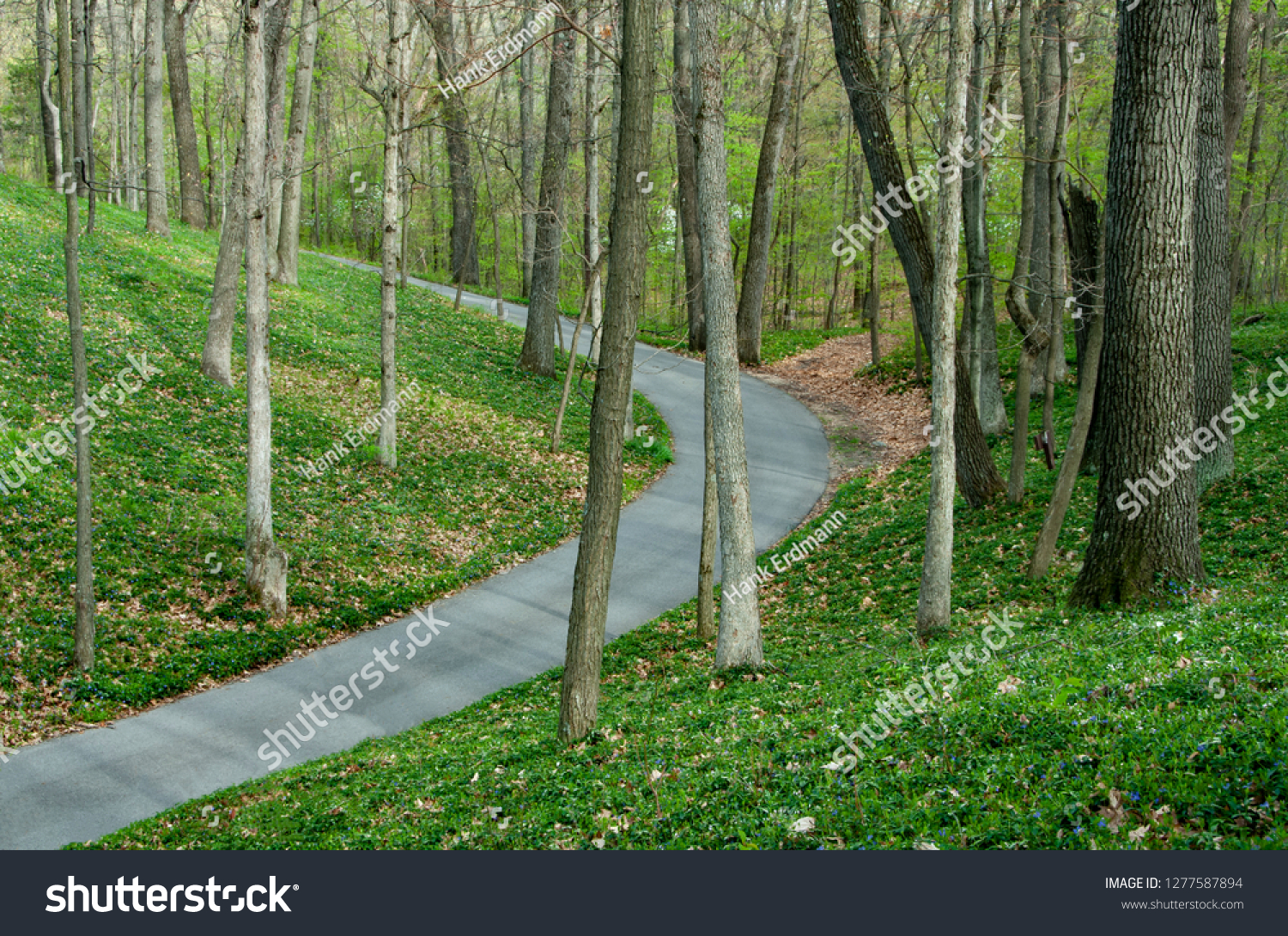 Road Runs Through Lush Spring Forest Stock Photo Edit Now 1277587894