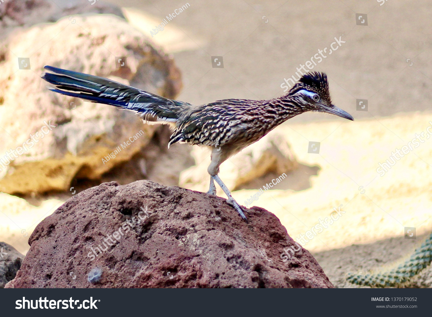 Roadrunner Chaparral Bird Paused On Rock Stock Photo 1370179052