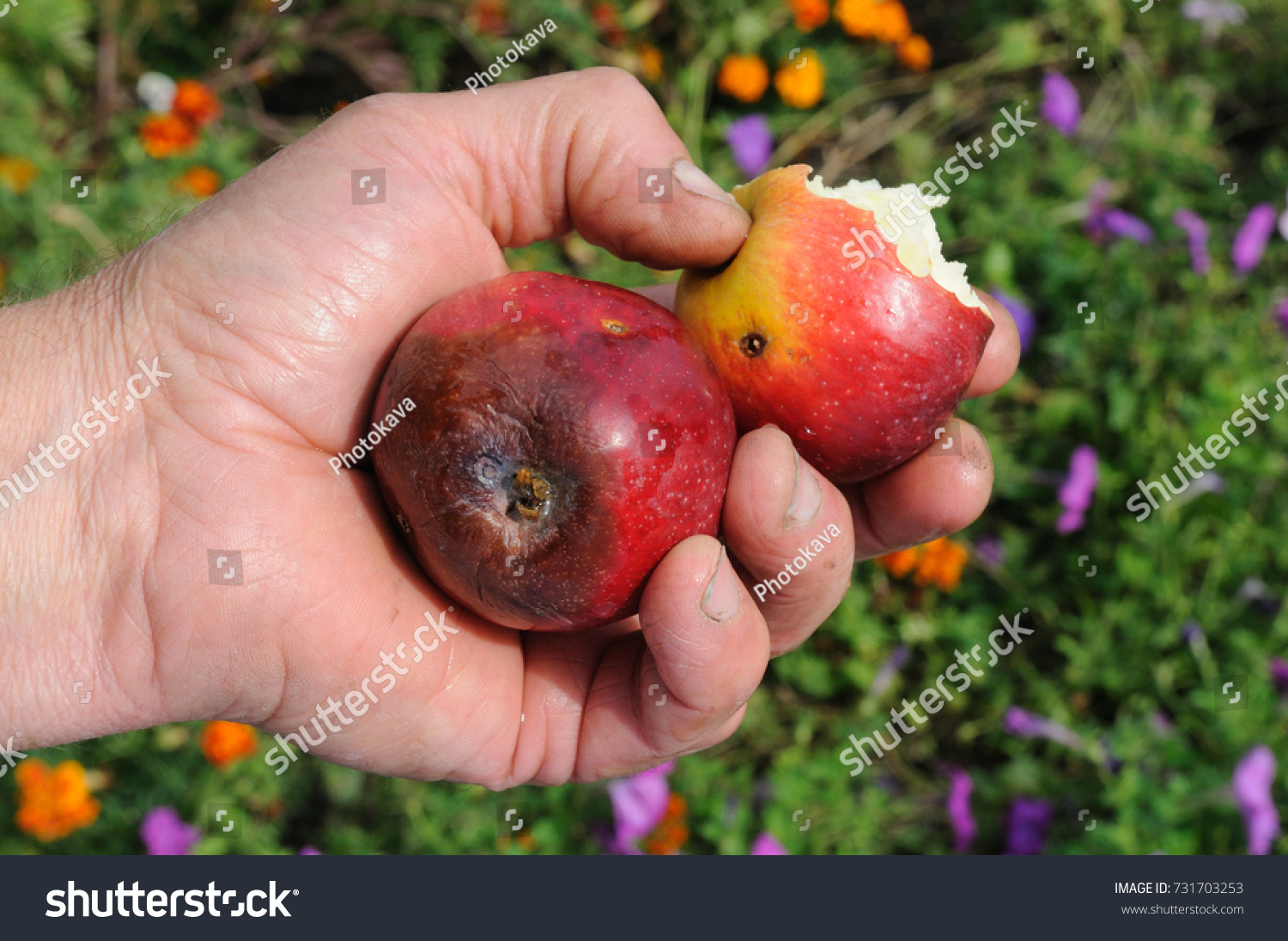 rotten-apple-his-hand-stock-photo-731703253-shutterstock