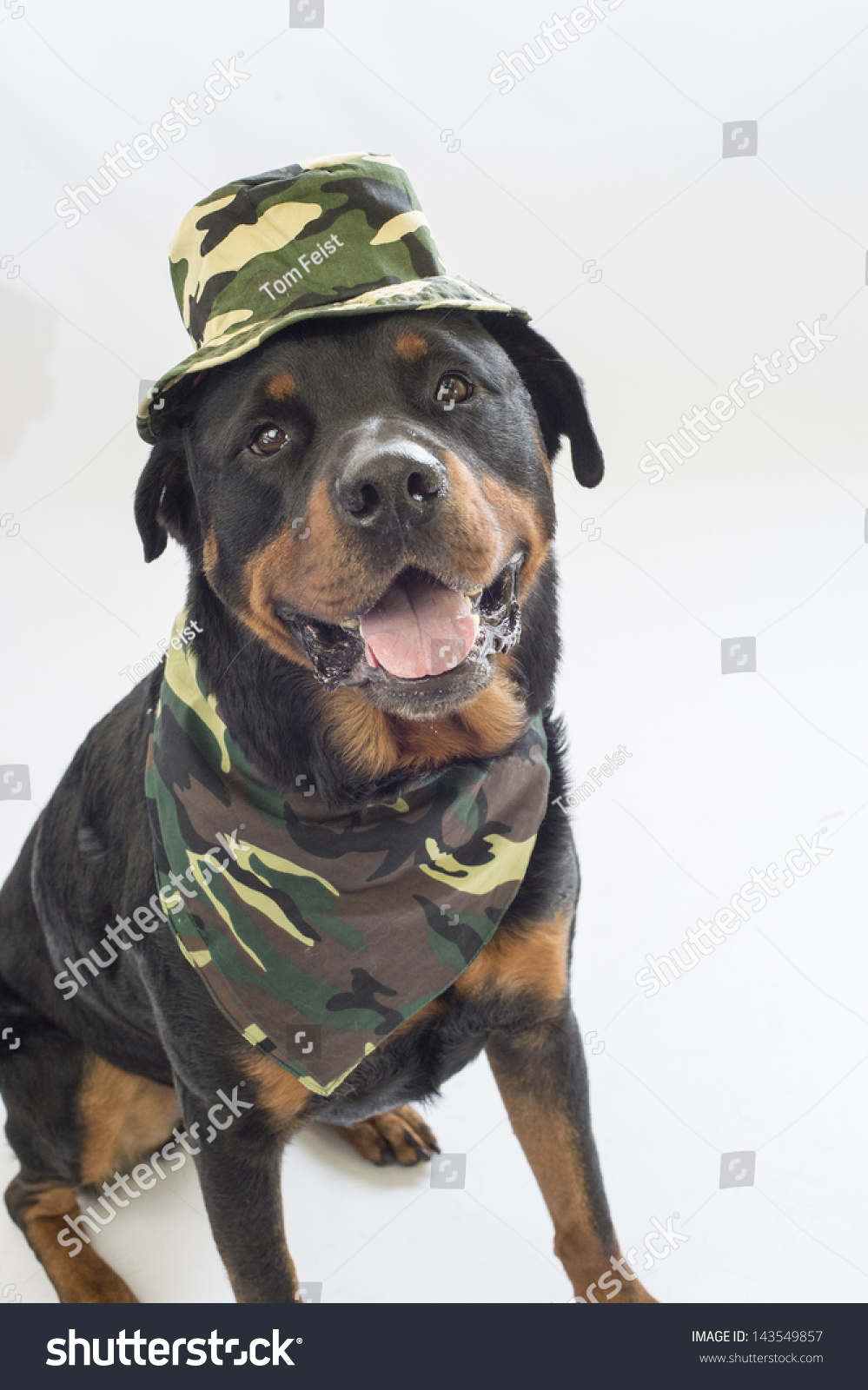 military rottweiler