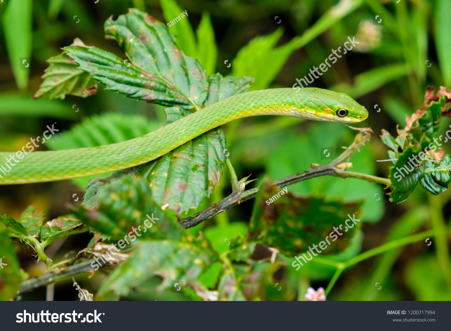 Rough Greensnake Known Green Grass Snake Stock Photo Edit Now