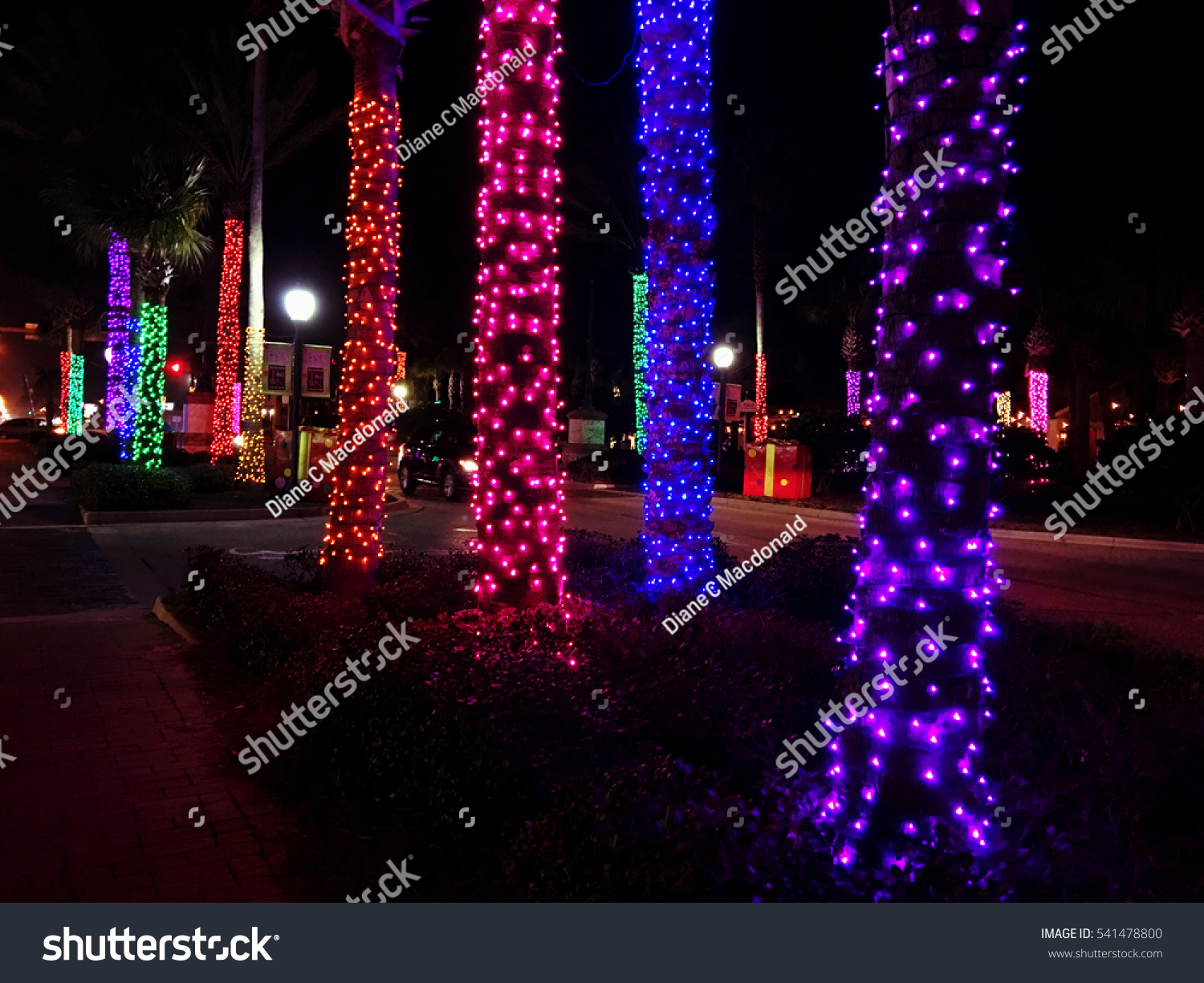a row of palm trees decorated with christmas lights neptune beach florida usa - Palm Tree Decorated For Christmas a row of palm trees decorated with christmas lights neptune beach florida usa - Palm Tree Decorated For Christmas