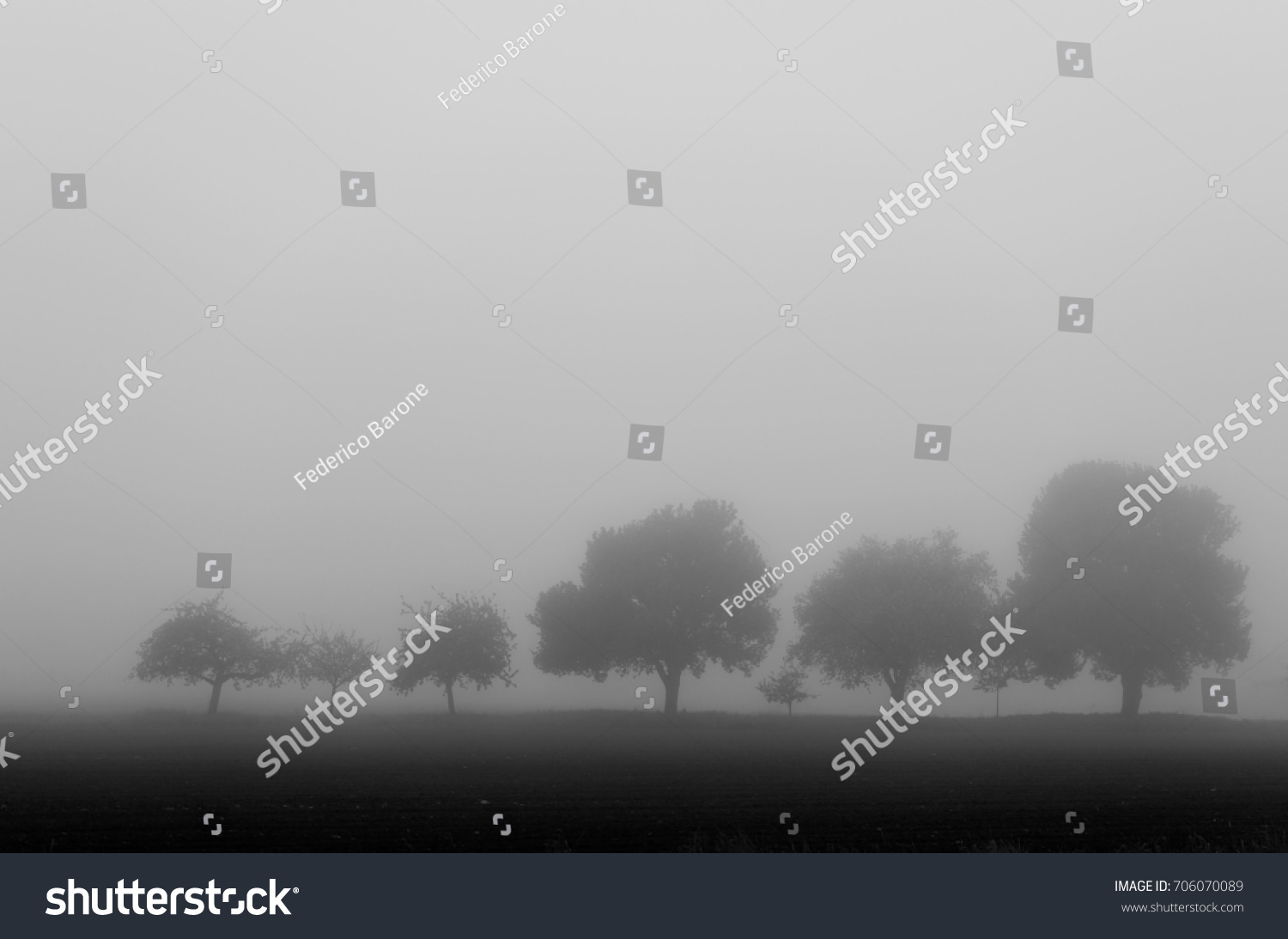 stock-photo-a-row-of-trees-in-the-fog-mo
