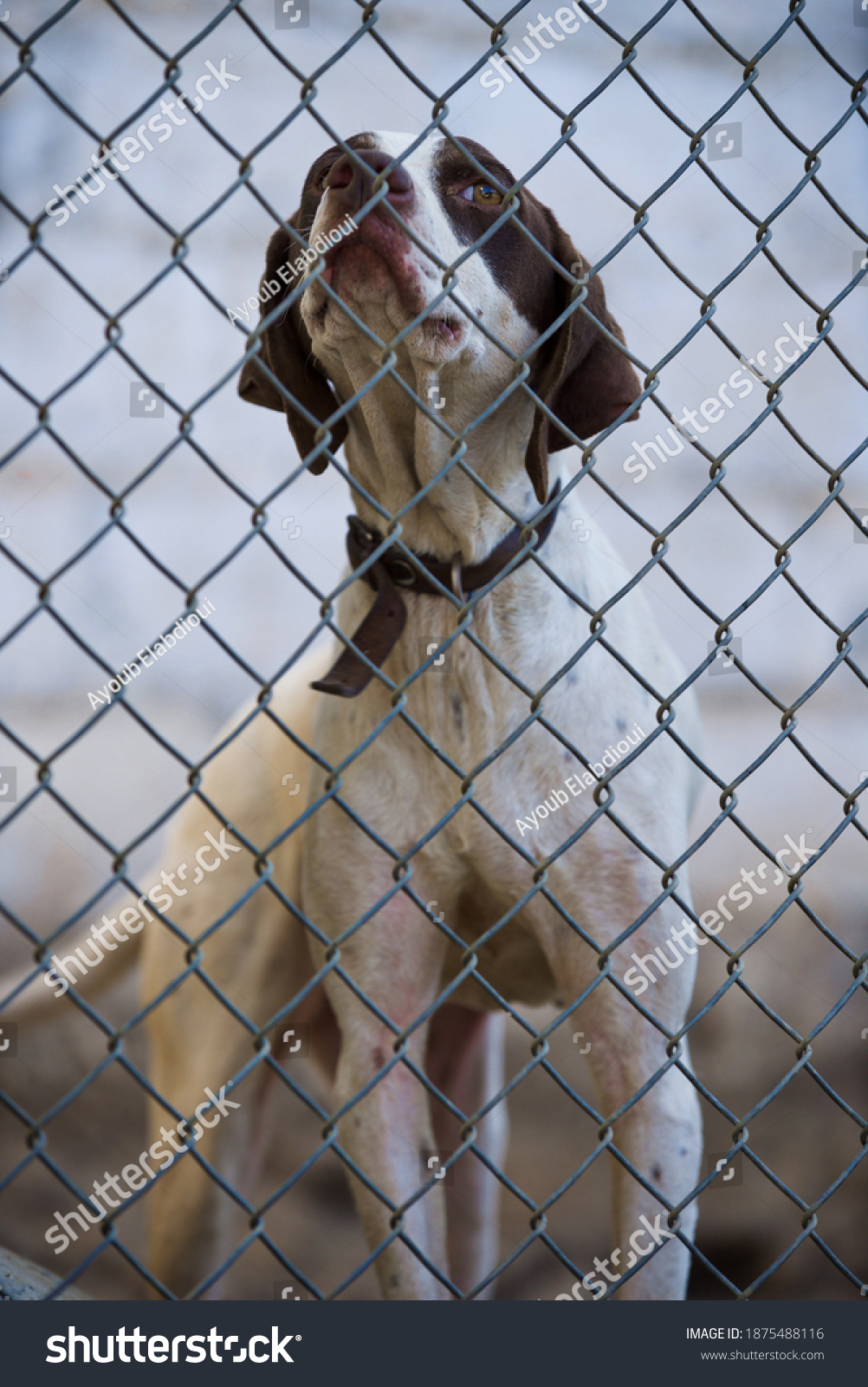 Sad Dog Behind Fence Stock Photo 1875488116 Shutterstock