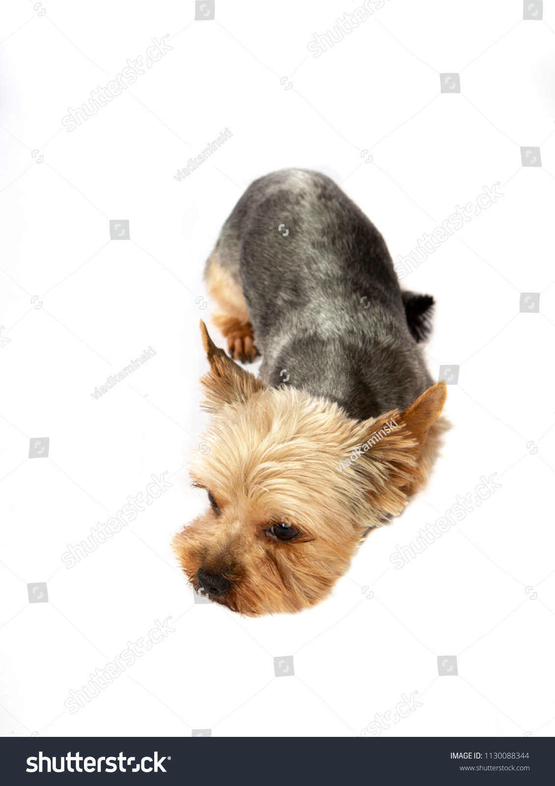 Sad Shorthaired Yorkshire Terrier Lies On Stock Photo Edit Now